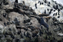 Colony of sea lions. © Philip Plisson / Plisson La Trinité / AA11304 - Photo Galleries - Rock