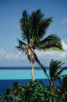 Tahiti. © Philip Plisson / Plisson La Trinité / AA11355 - Photo Galleries - Palm tree