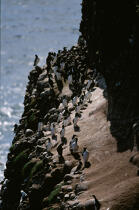 Colonie de Guillemot. © Philip Plisson / Plisson La Trinité / AA11364 - Nos reportages photos - Oiseau marin