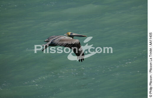 Pelican in Keys Islands in Florida. - © Philip Plisson / Plisson La Trinité / AA11405 - Photo Galleries - Florida