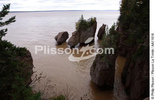 Baie de Fundy. - © Philip Plisson / Plisson La Trinité / AA11616 - Nos reportages photos - Arbre