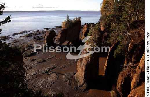 Bay of Fundy. - © Philip Plisson / Plisson La Trinité / AA11620 - Photo Galleries - Tree