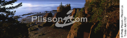 Baie de Fundy. - © Philip Plisson / Plisson La Trinité / AA11757 - Nos reportages photos - Arbre