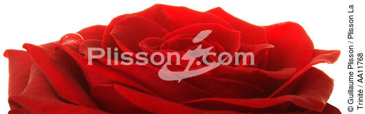 Rose rouge. - © Guillaume Plisson / Plisson La Trinité / AA11768 - Nos reportages photos - Végétal