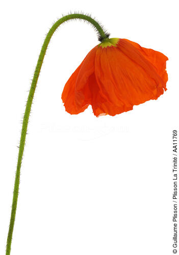 Poppy. - © Guillaume Plisson / Plisson La Trinité / AA11769 - Photo Galleries - Flower