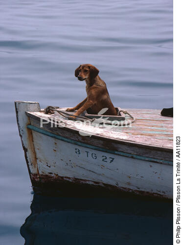 Dog in a boat. - © Philip Plisson / Plisson La Trinité / AA11823 - Photo Galleries - Pet