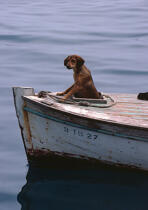 Dog in a boat. © Philip Plisson / Plisson La Trinité / AA11823 - Photo Galleries - Small boat