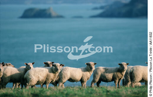 Sheep in edge of sea. - © Philip Plisson / Plisson La Trinité / AA11832 - Photo Galleries - Sheep