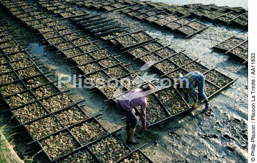 Oyster farmers. - © Philip Plisson / Plisson La Trinité / AA11833 - Photo Galleries - Oyster farming