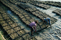 Oyster farmers. © Philip Plisson / Plisson La Trinité / AA11833 - Photo Galleries - Aquaculture
