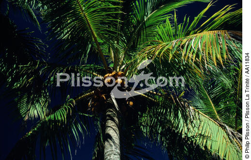 Cocotier. - © Philip Plisson / Plisson La Trinité / AA11834 - Nos reportages photos - Arbre