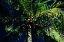 Coconut palm. © Philip Plisson / Plisson La Trinité / AA11834 - Photo Galleries - Blue sky