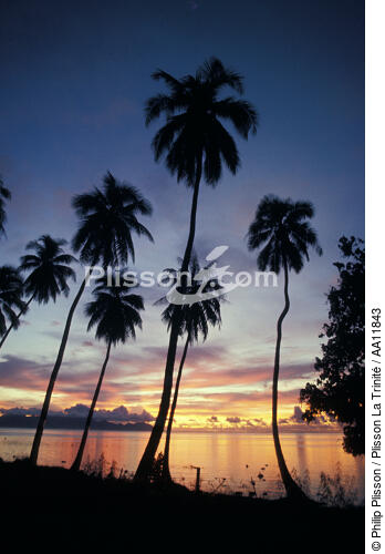 Coucher de soleil à Tahiti. - © Philip Plisson / Plisson La Trinité / AA11843 - Nos reportages photos - Arbre