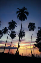 Coucher de soleil à Tahiti. © Philip Plisson / Plisson La Trinité / AA11843 - Nos reportages photos - Arbre
