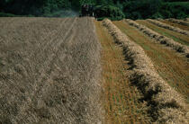 Corn field on Belle- Ile. © Philip Plisson / Plisson La Trinité / AA11908 - Photo Galleries - Agriculture