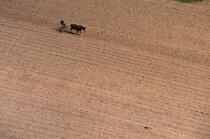 Agriculture on Belle- ile. © Philip Plisson / Plisson La Trinité / AA11910 - Photo Galleries - Horse