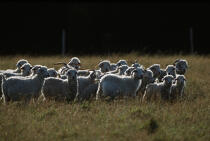 Moutons sur Belle- Ile. © Philip Plisson / Plisson La Trinité / AA11911 - Nos reportages photos - Mammifère