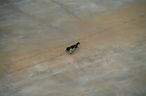 Promenade à cheval sur la plage. © Philip Plisson / Plisson La Trinité / AA11949 - Nos reportages photos - Cheval