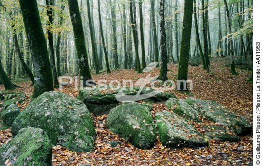 Forest. - © Guillaume Plisson / Plisson La Trinité / AA11953 - Photo Galleries - Stone