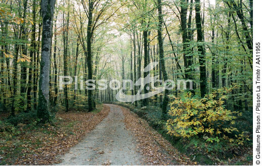 Forêt. - © Guillaume Plisson / Plisson La Trinité / AA11955 - Nos reportages photos - Route