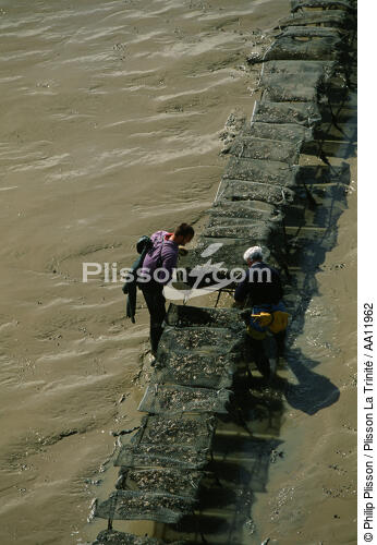 Oyster farmers. - © Philip Plisson / Plisson La Trinité / AA11962 - Photo Galleries - Tide