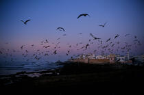 Essaouira © Philip Plisson / Plisson La Trinité / AA12226 - Photo Galleries - Seabird