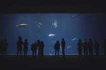 L'aquarium de Monterey en Californie. © Philip Plisson / Plisson La Trinité / AA12279 - Nos reportages photos - Requin