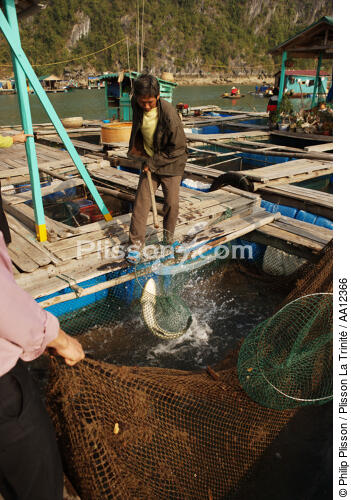 Fishing with the net. - © Philip Plisson / Plisson La Trinité / AA12366 - Photo Galleries - Ha Long Bay