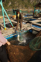 La pêche au filet. © Philip Plisson / Plisson La Trinité / AA12366 - Nos reportages photos - La Baie d'Along, Vietnam