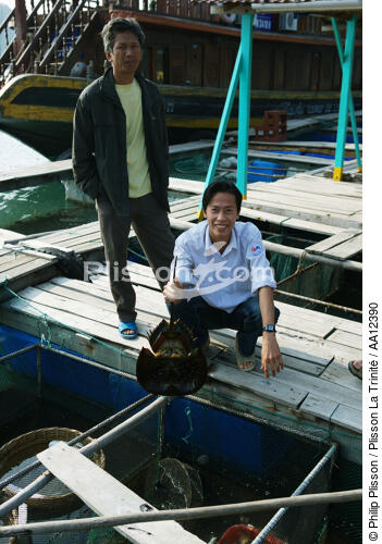 Two fishermen show a limule. - © Philip Plisson / Plisson La Trinité / AA12390 - Photo Galleries - Vietnam