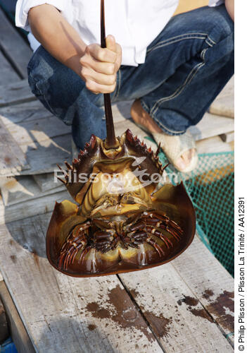 Un pêcheur montre un limule. - © Philip Plisson / Plisson La Trinité / AA12391 - Nos reportages photos - Site [Vietnam]
