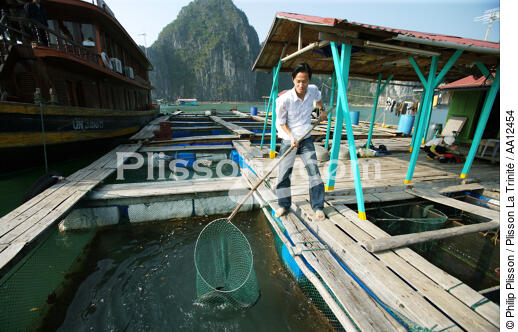 Pêche dans la baie d'Along. - © Philip Plisson / Plisson La Trinité / AA12454 - Nos reportages photos - Site [Vietnam]
