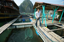 Fishing in Along Bay. © Philip Plisson / Pêcheur d’Images / AA12454 - Photo Galleries - Ha Long Bay