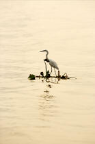 Egret. © Philip Plisson / Plisson La Trinité / AA12533 - Photo Galleries - River [large]
