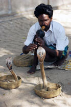 Cobra à Cochin. © Philip Plisson / Plisson La Trinité / AA12577 - Nos reportages photos - Serpent