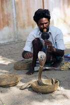 Cobra in Cochin. © Philip Plisson / Plisson La Trinité / AA12578 - Photo Galleries - India