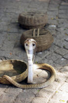 Cobra à Cochin. © Philip Plisson / Plisson La Trinité / AA12579 - Nos reportages photos - Cochin