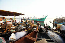 Retour de pêche à Cochin. © Philip Plisson / Plisson La Trinité / AA12592 - Nos reportages photos - Cochin