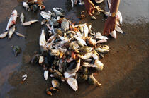 Retour de pêche à Cochin. © Philip Plisson / Plisson La Trinité / AA12594 - Nos reportages photos - Poisson