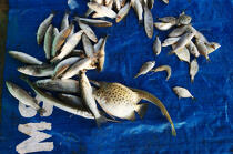 Retour de pêche à Cochin. © Philip Plisson / Plisson La Trinité / AA12595 - Nos reportages photos - Ville [Kerala]