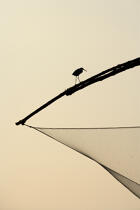 Chinese nets devant Cochin. © Philip Plisson / Plisson La Trinité / AA12614 - Nos reportages photos - Oiseau de marais