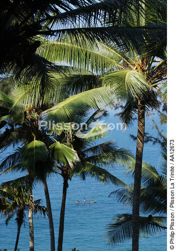 Palm trees on the beach of Vilinjan. - © Philip Plisson / Plisson La Trinité / AA12673 - Photo Galleries - Palm tree