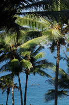 Palmiers sur la plage de Vilinjan. © Philip Plisson / Plisson La Trinité / AA12673 - Nos reportages photos - Palmier
