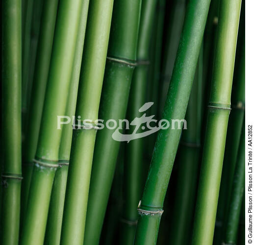 Bamboos. - © Guillaume Plisson / Plisson La Trinité / AA12852 - Photo Galleries - Flora