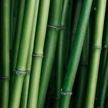 Bambous. © Guillaume Plisson / Plisson La Trinité / AA12852 - Nos reportages photos - Format carré