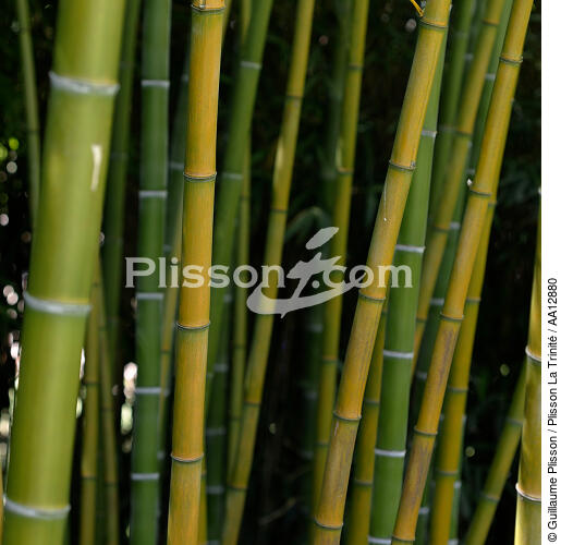 Bambous. - © Guillaume Plisson / Plisson La Trinité / AA12880 - Nos reportages photos - Flore