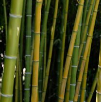 Bamboos. © Guillaume Plisson / Plisson La Trinité / AA12880 - Photo Galleries - Flora