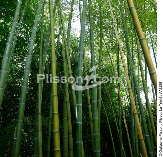 Forêt de bambous. - © Guillaume Plisson / Plisson La Trinité / AA12881 - Nos reportages photos - Flore