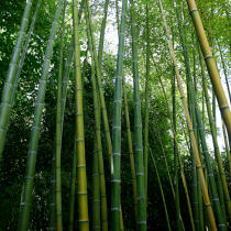 Forest of bamboos. © Guillaume Plisson / Plisson La Trinité / AA12881 - Photo Galleries - Bamboo