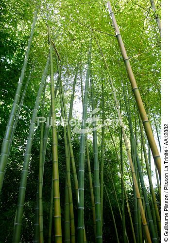Forêt de bambous. - © Guillaume Plisson / Plisson La Trinité / AA12882 - Nos reportages photos - Végétal